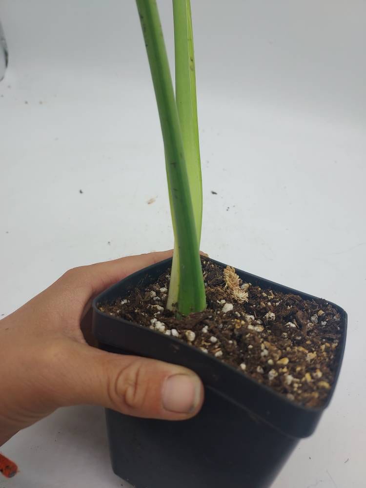 STABLE GOG MONSTERA - Etsy