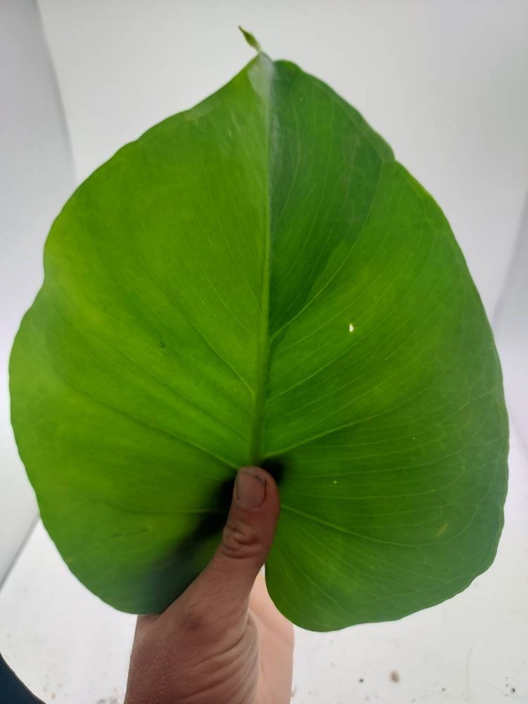 G1 モンステラ　GOG STABLE GOG MONSTERA - Etsy