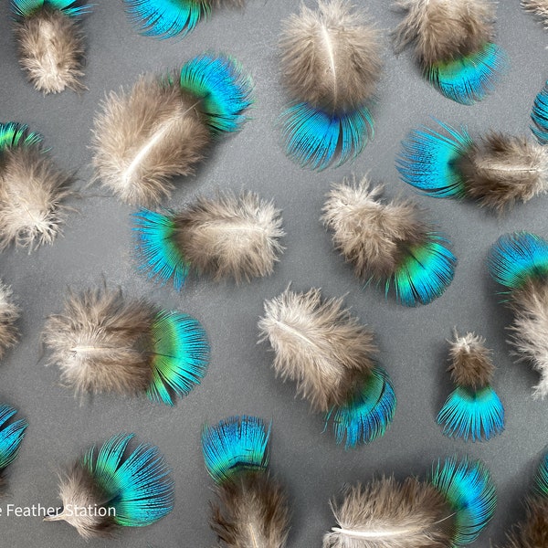 Iridescent Blue Peacock Body Plumage, 1-2 inches, 3-5 cm, Colourful natural turqoise green, bulk decoration craft feathers fly fishing ties