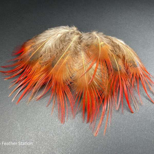 Opening sale - Bright red orange tip pheasant feathers, 3-7cm, 1-3", craft for Boutonniere hat pin, fishing flys, gift for her