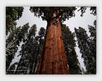 Wandbild Natur auf Leinwand - Wald Bild Wohnzimmer - Sequoia Mammutbäume - Fotokunst direkt von der Künstlerin - Kostenloser Versand