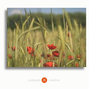 Peut inclure: Gros plan sur un champ de coquelicots rouges et de blé vert. L'image met l'accent sur les fleurs rouges, avec le blé vert en arrière-plan. Le fond est flou, avec un soupçon de ciel bleu.