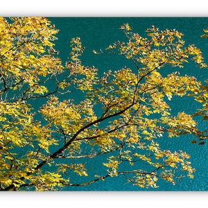 Wald Poster - Natur Bild Alpsee Bayern - XXL Wandbilder Wohnzimmer - Fotokunst direkt von der Künstlerin - Kostenloser Versand