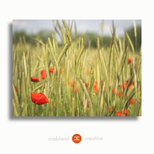 Peut inclure: Impression d'art encadrée d'un champ de blé et de coquelicots rouges. Le blé est vert clair et les coquelicots sont d'un rouge vif. Le ciel bleu clair ajoute à la sérénité de la scène.