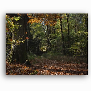 Wald Poster - Stimmungsvolle Herbstwald Bild - Wald Wandbild - Aufhängefertige Fotokunst direkt von der Künstlerin - Kostenloser Versand