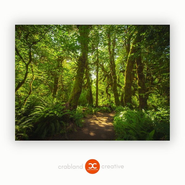 Großes Wandbild Wald - Leinwand für Wohnzimmer - Natur Bild Regenwald - Fotokunst kaufen direkt von der Künstlerin - Kostenloser Versand