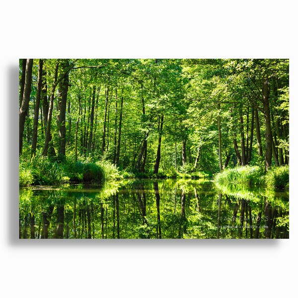 Wald Leinwandbild Spreewald - Wohnzimmer Bild XXL Büro Deko Wald Bild - Aufhängefertige Fotokunst kaufen direkt von der Fotografin