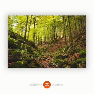 Großes Wandbild mit Wald - Leinwand XXXL für Wohnzimmer - Wunderschönes Natur Bild mit Wald - Fotokunst kaufen direkt von der Fotografin