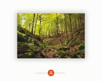 May include: A mossy forest path winds through a grove of trees with green leaves. Sunlight filters through the canopy, illuminating the path.