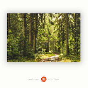 Großes Leinwandbild Wald – Bayerischer Wald auf Leinwand – Sommerliches Waldmotiv mit Tannen – Naturfotografie direkt von der Fotografin