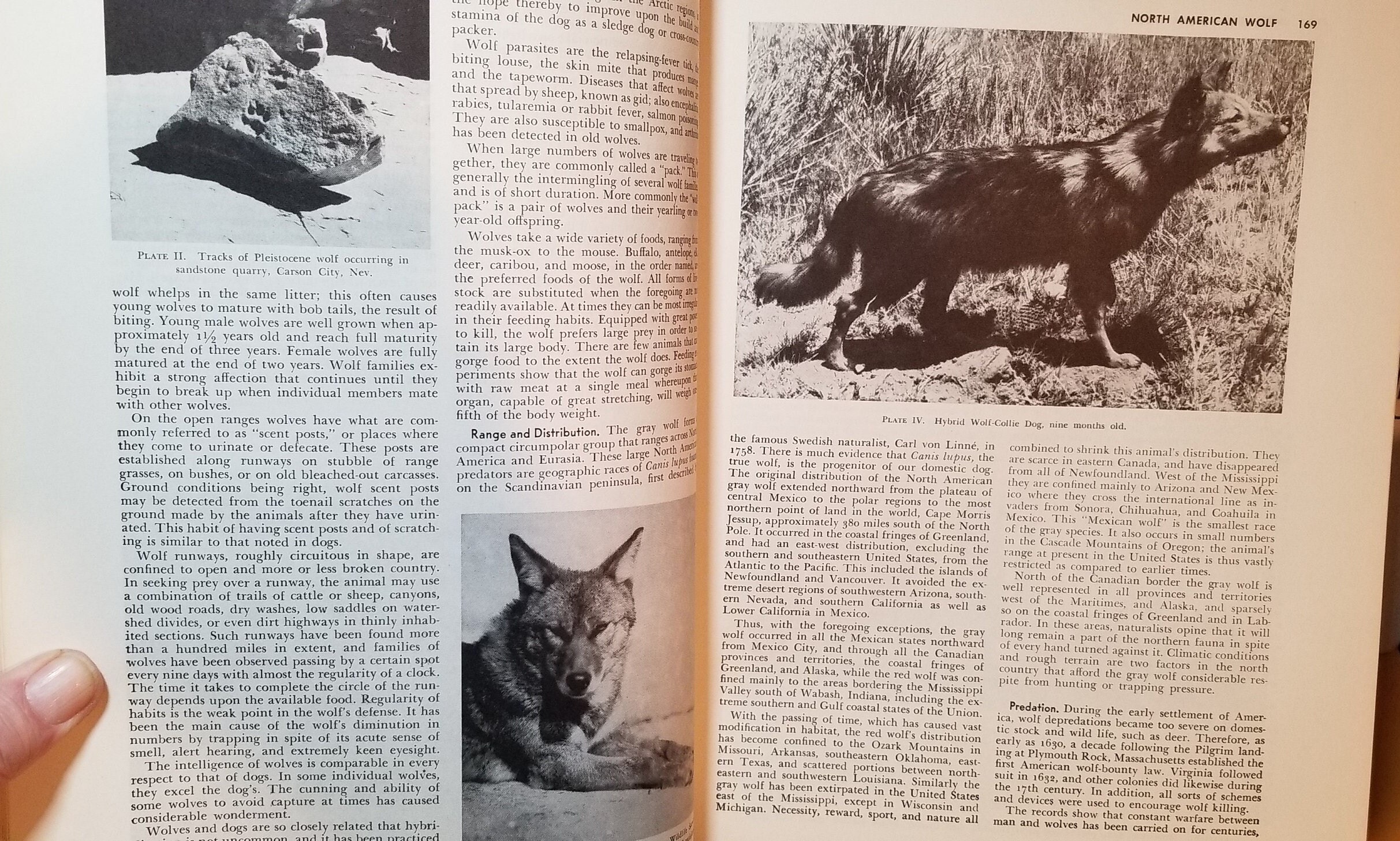 The New Hunter's Encyclopedia 1966 Third Edition Stackpole Books - Etsy