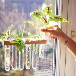 Window vase cultivation station for your urban jungle! Hydroponic plant pot for indoor use, for plants offshoots and cuttings, test tube