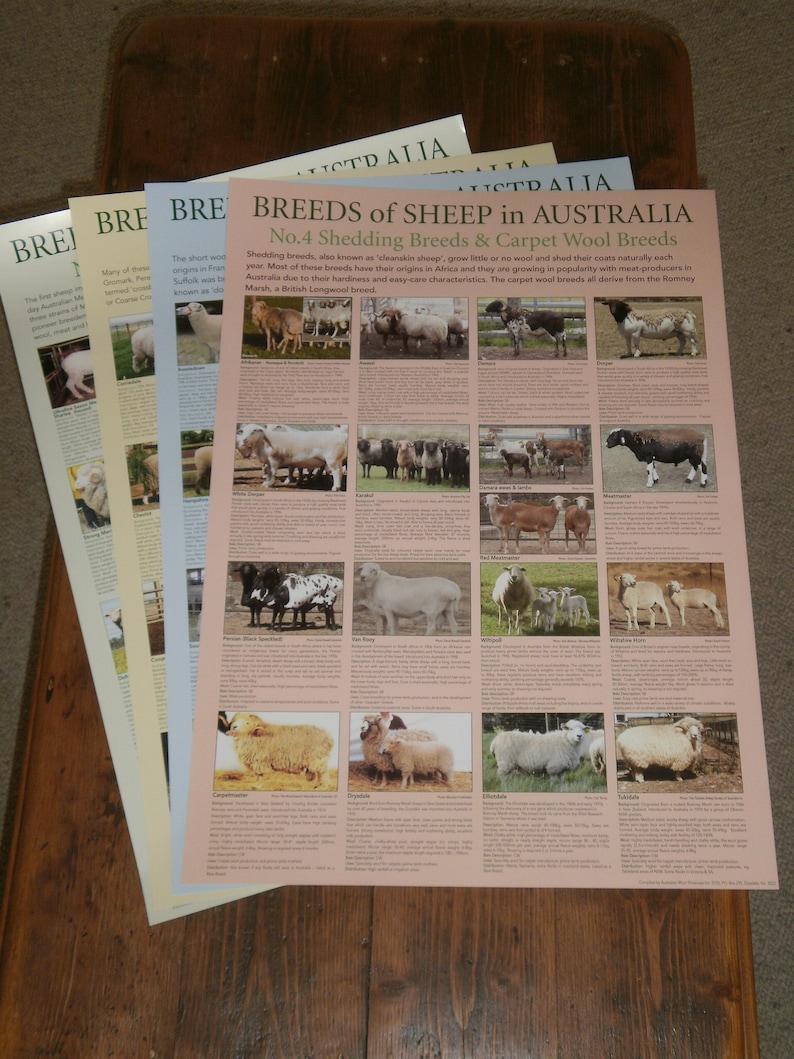 Breeds of Sheep in Australia Posters Etsy Australia