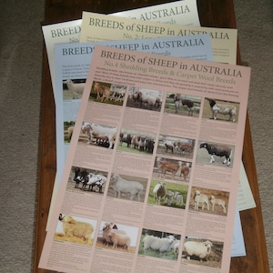 Breeds of Sheep in Australia posters