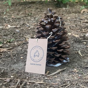 Medium Pine Cone Fire Starter