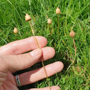 May include: A hand holding a single, thin, brown mushroom with a white cap. The mushroom is growing in a field of green grass.