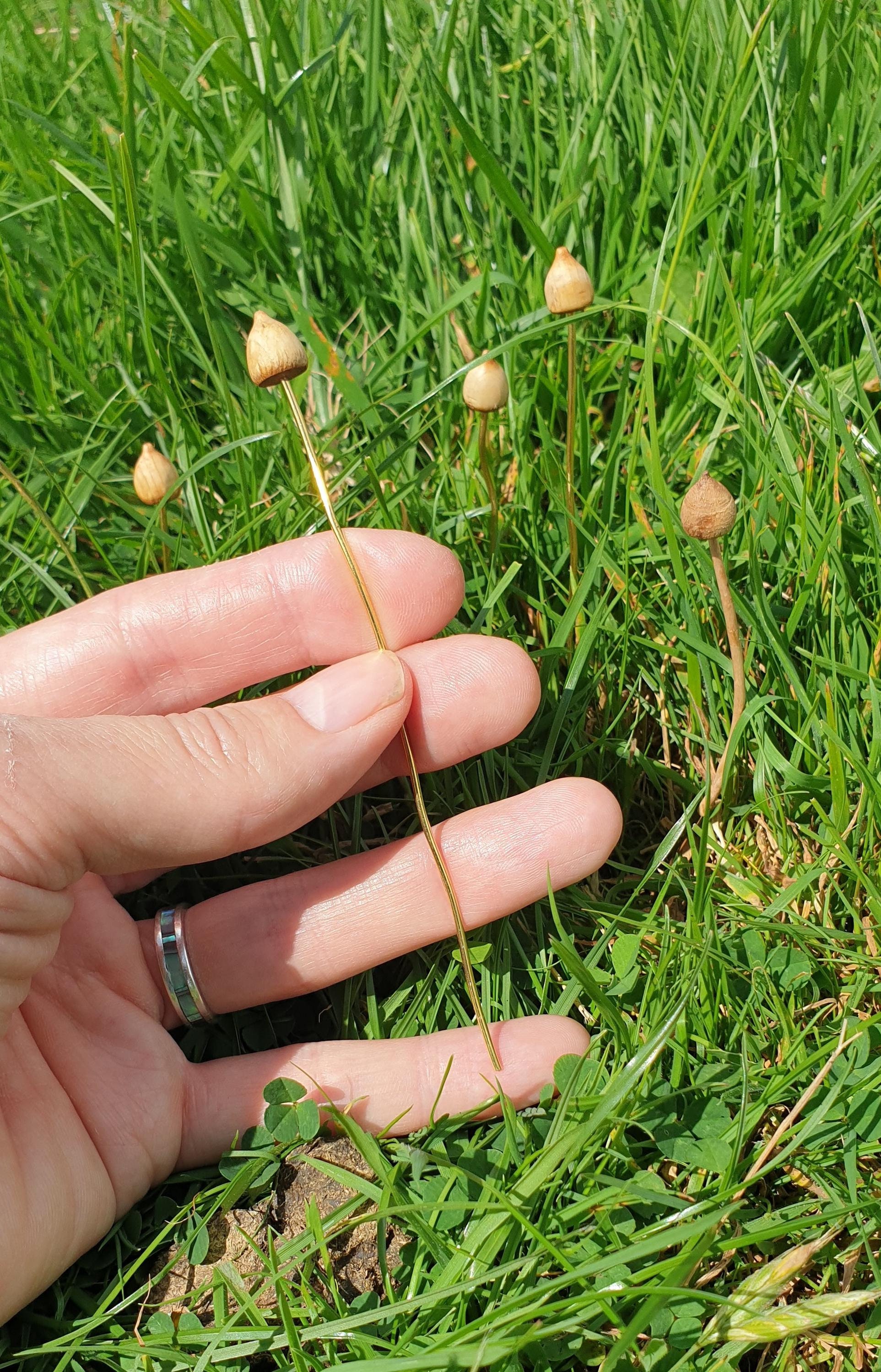 Magic mushroom grow kit - Etsy 日本