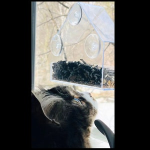 May include: A black and white cat looking up at a clear plastic bird feeder attached to a window with suction cups. The feeder is filled with birdseed.