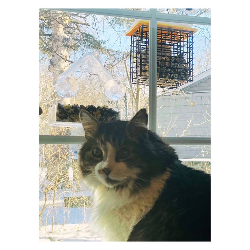 Bird Feeder Acrylic Window Bird Feeder Cat Toy Bird Feeder Gift Suction