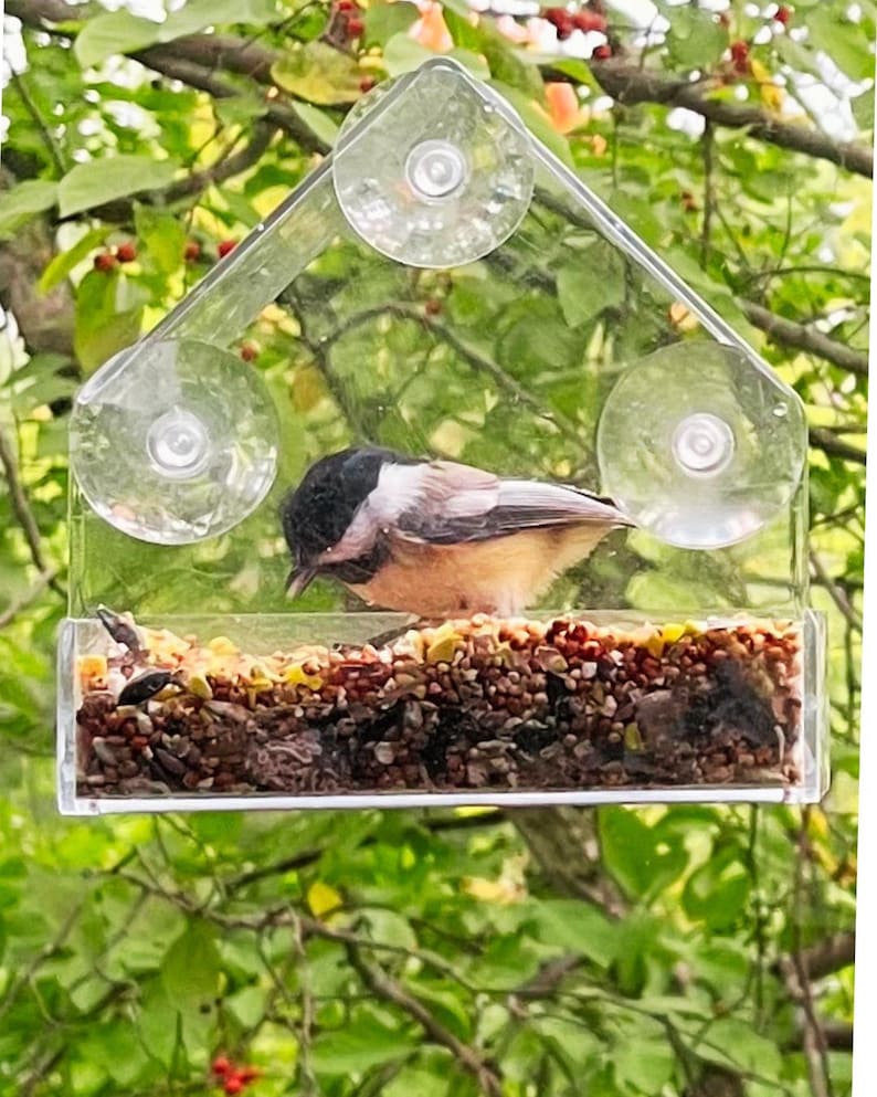 May include: A clear plastic bird feeder with suction cups, attached to a tree branch. The feeder is filled with birdseed and a small bird is eating from it.