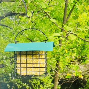 May include: A green bird feeder with a metal cage filled with suet. The feeder is hanging from a black metal hook.