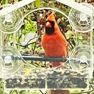 May include: A bright red cardinal perched on a clear plastic bird feeder with a black metal bar. The feeder has multiple suction cups to attach to a window. The bird is eating seeds from the feeder.