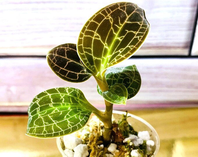 Dossinochilus Dreamcatcher / Jewel Orchid - Etsy