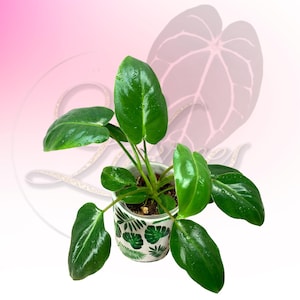 Philodendron Burle Marx - Live Tropical Houseplant, Easy Care Aroid, Lush Indoor Foliage Aroid reverted from variegated parent plant