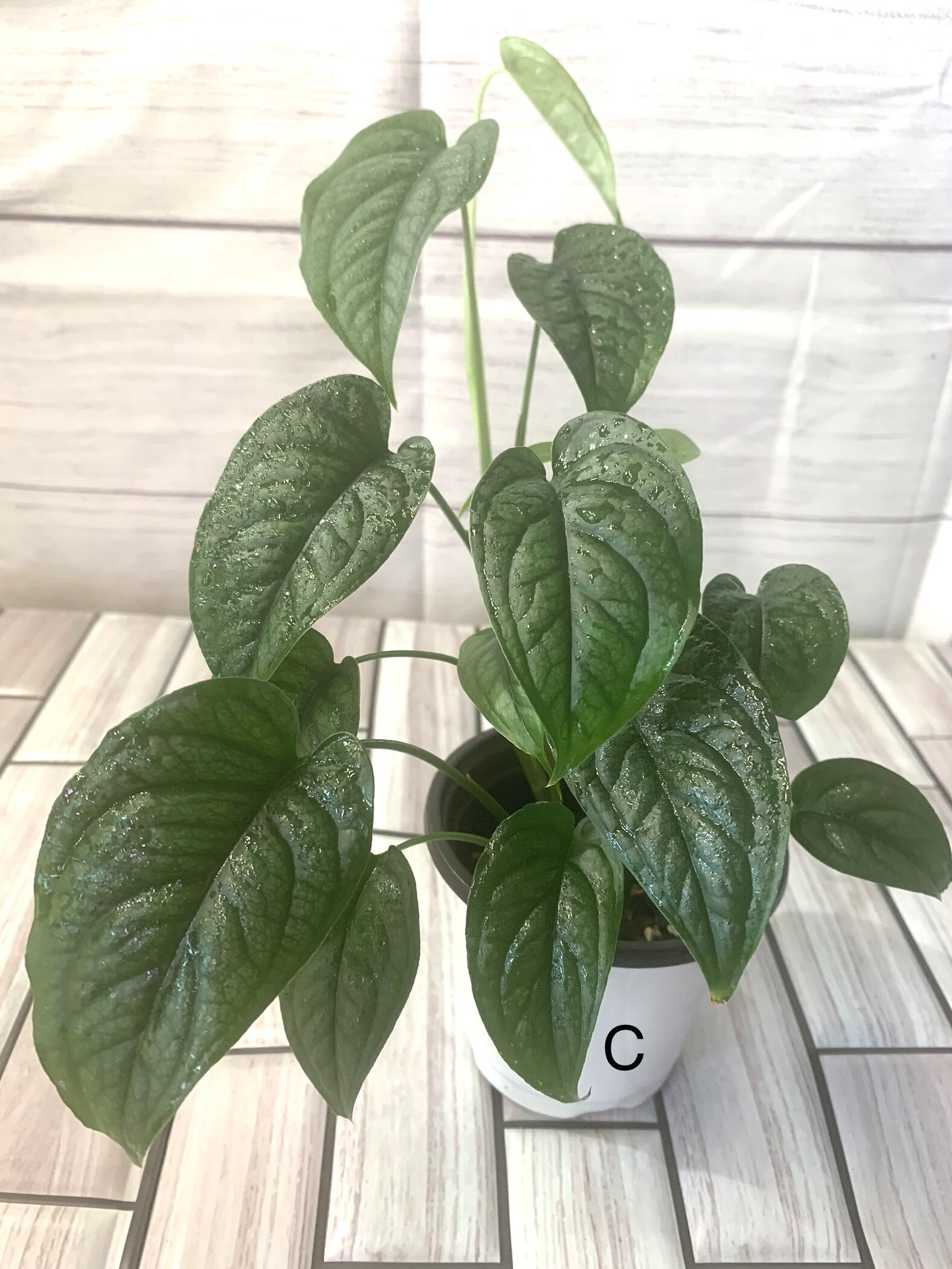 Monstera Siltepecana - Etsy