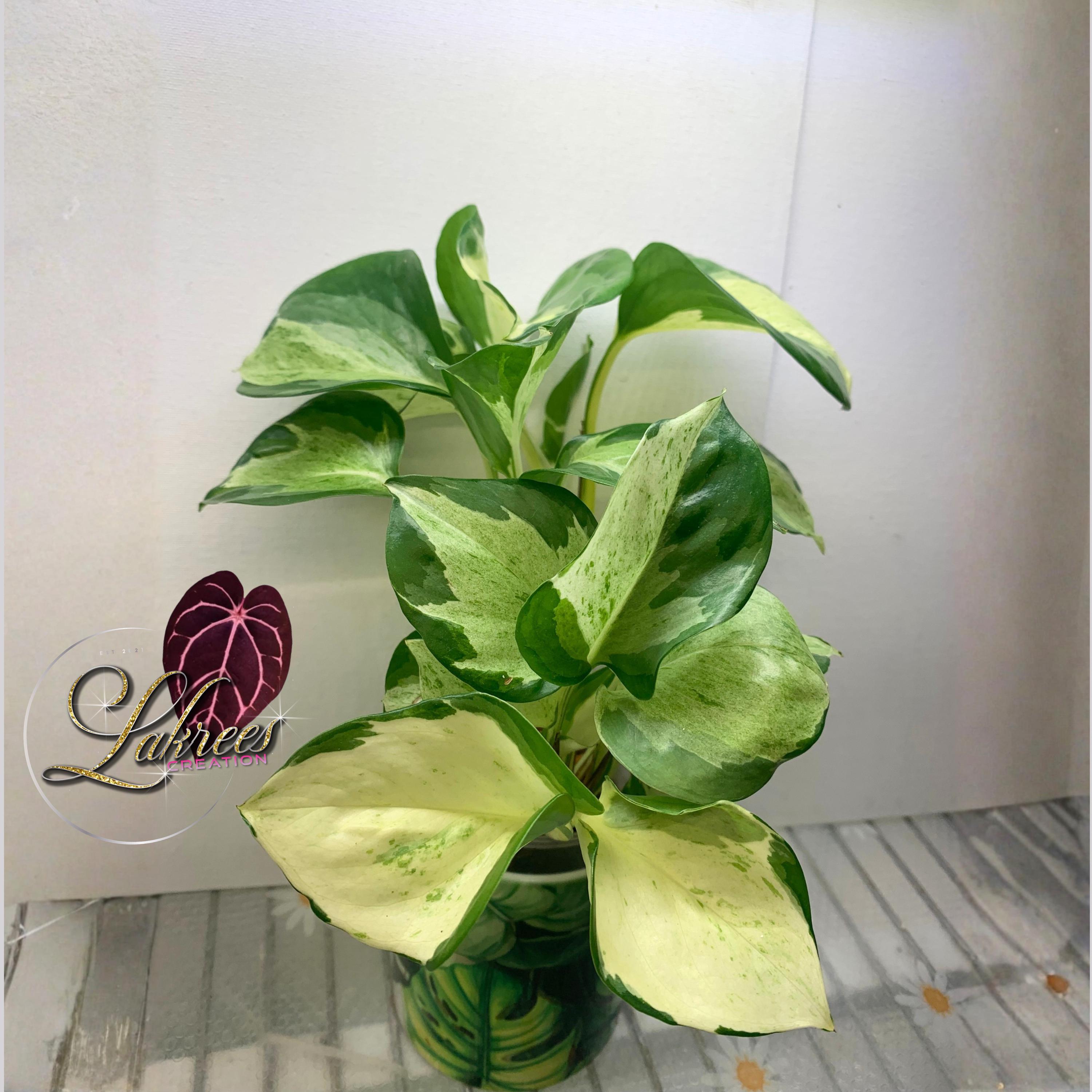 philodendron albino Gorgeous Philodendron Houseplants for Sale