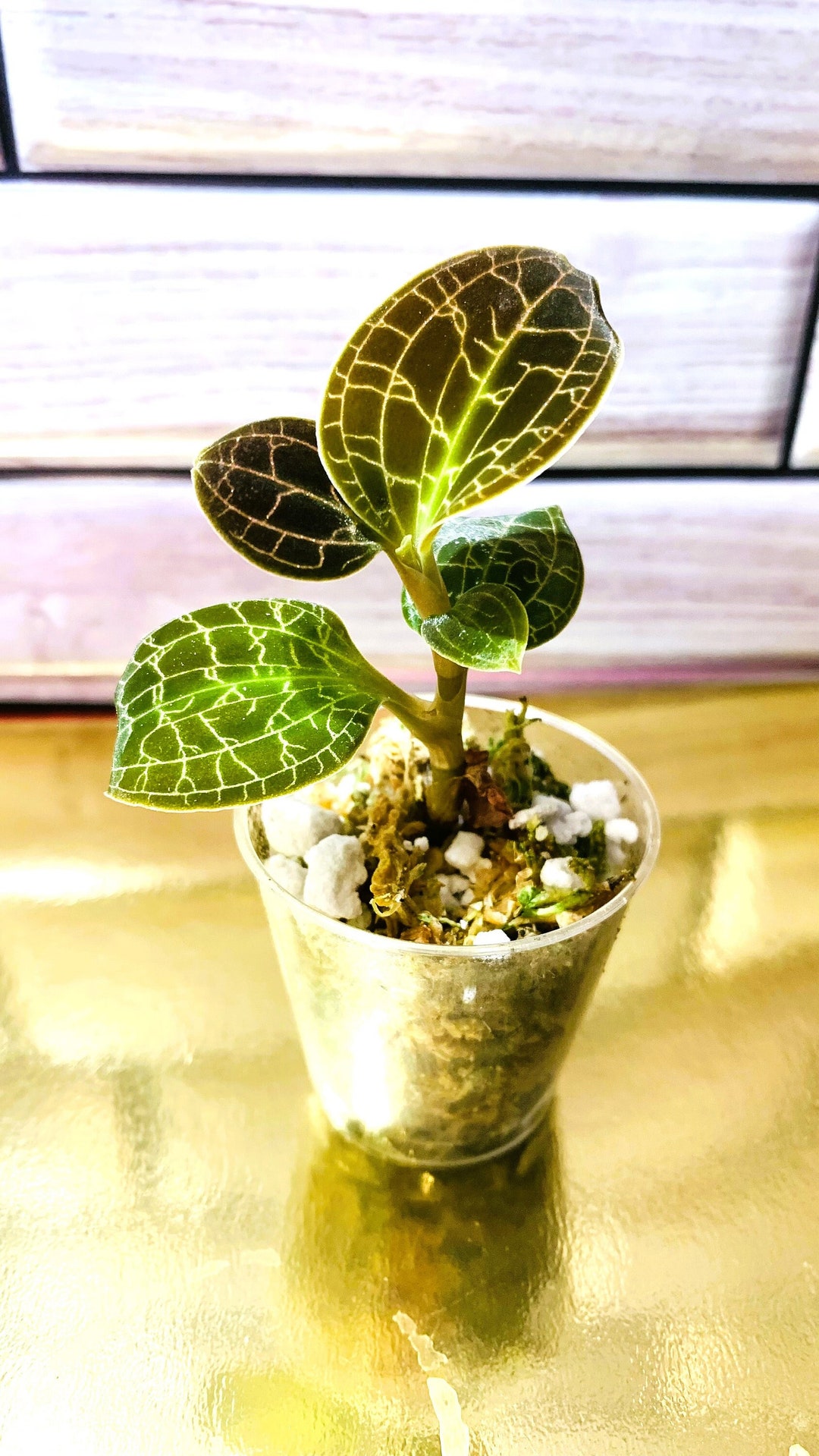 Dossinochilus Dreamcatcher / Jewel Orchid Etsy