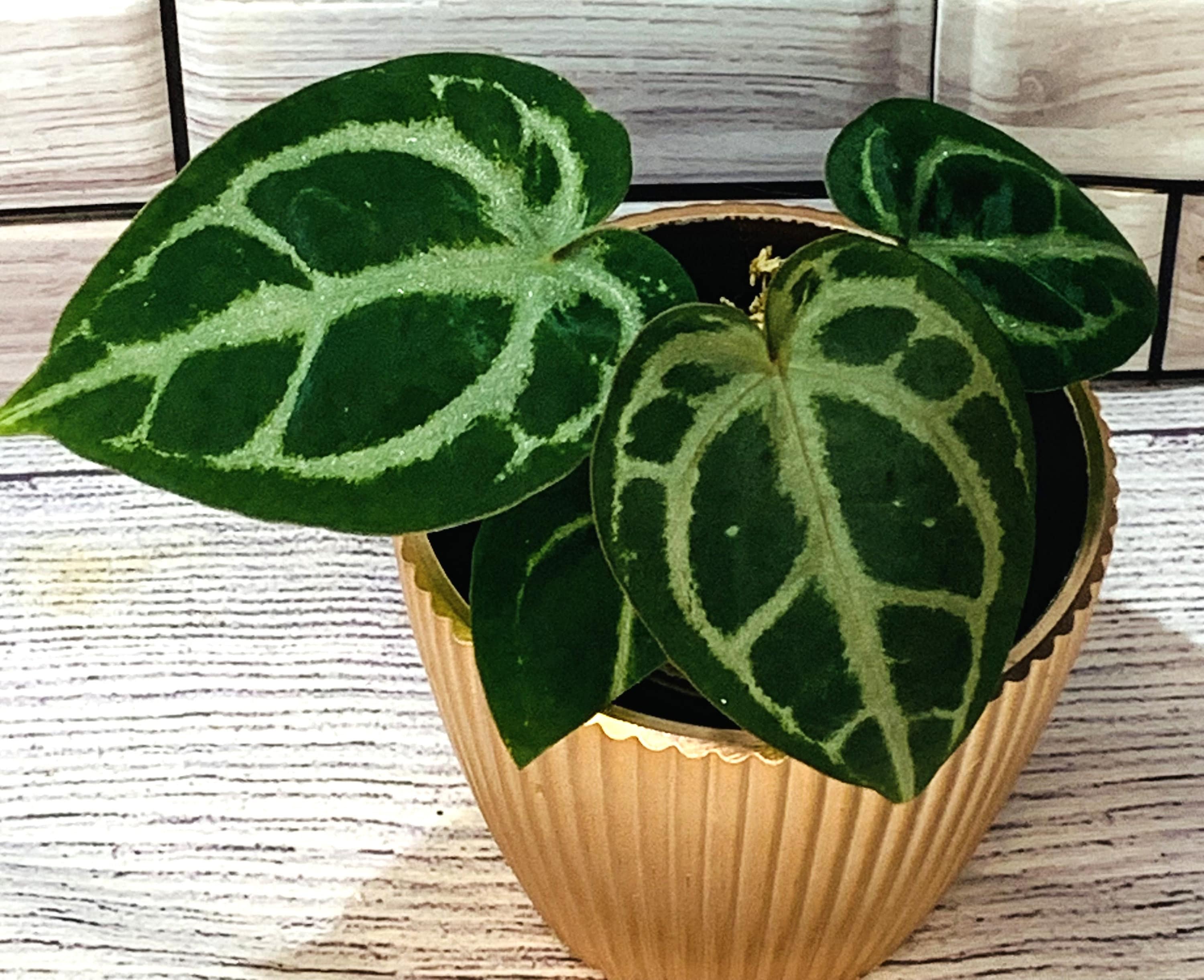 Anthurium Red Crystallinum X SKG Silver - Etsy