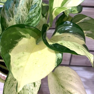 Harlequin Pothos Manjula Pothos Epipremnum Aureum Tropical Plant White  Variegation Pothos Plant House Harlequin Plant Manjula Plant