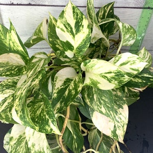 Highly Variegated Pothos High Variegation Pothos Houseplant Trailing Indoor Plant Aroid Pothos Tropical Foliage Easy Care Houseplant.