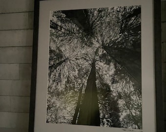 Looking Up: Sequoias