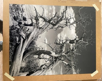 Juniper Against the Sky