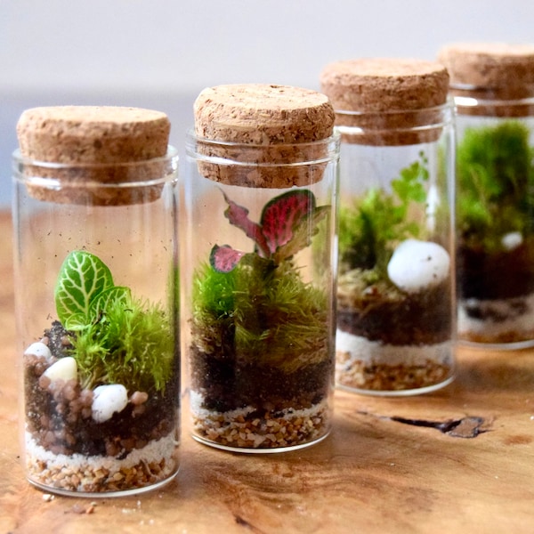 Fertige Mini-Terrarien/Glücksbringer