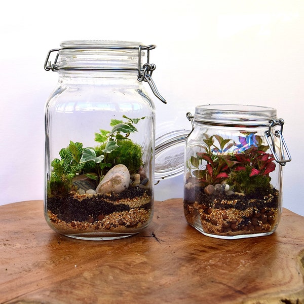 Terrari chiusi già pronti/kit terrarium fai da te