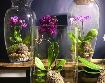 Terrarium kokedama orchidea personalizzabile
