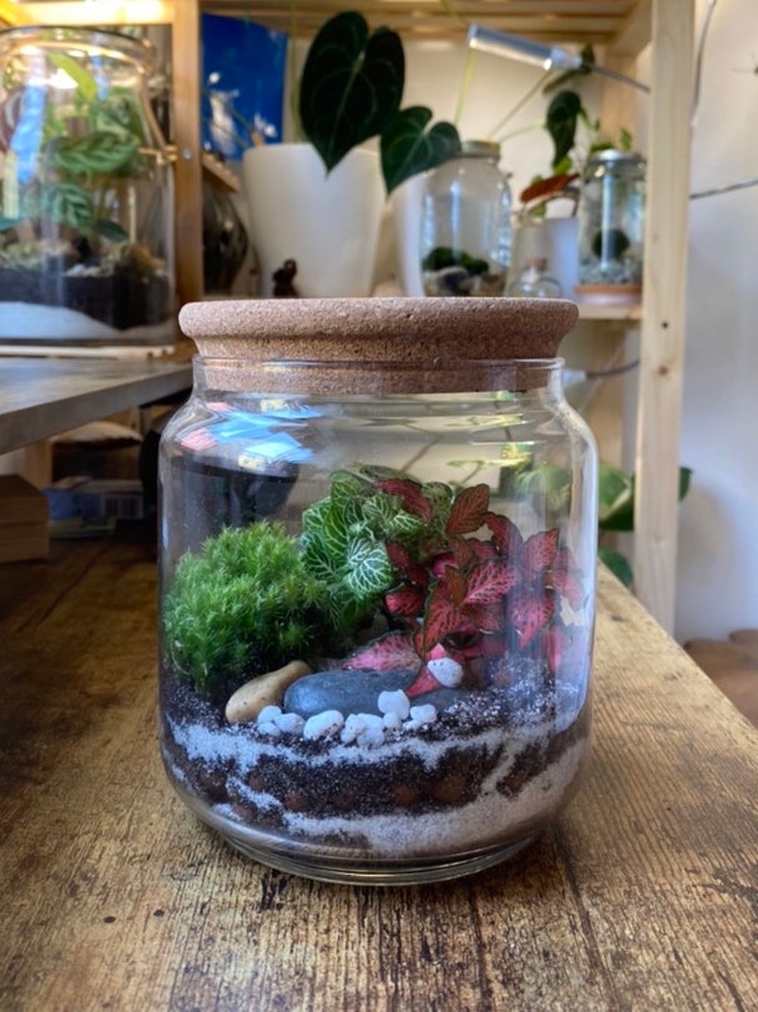 Ready-made Closed Terrariums/diy Terrarium Kits - Etsy