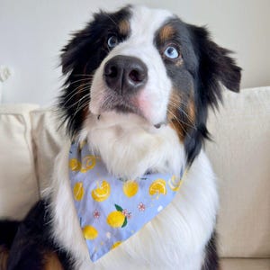 Tudo Beleza Lemon Pet Bandana - Blue