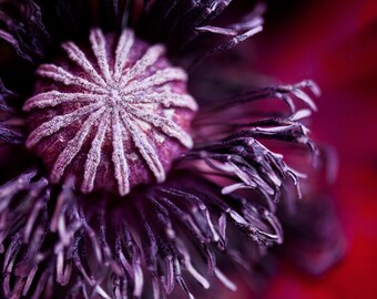 Intimate Dahlia Close Up | Botanical Wall Art | Flower Wall Art |  | Nature Close Up Photography