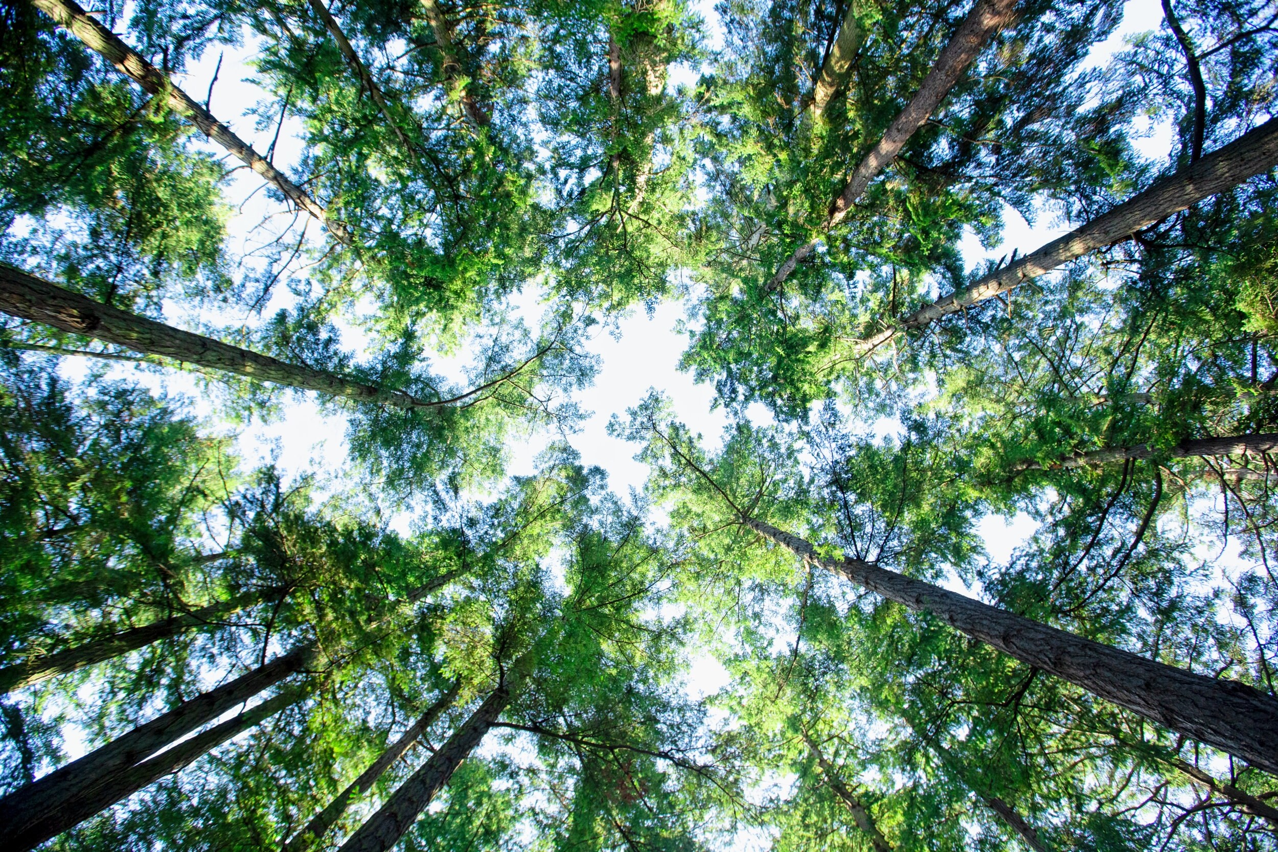 Majestic Trees in a Magical Forest Tree Photography Nature Etsy
