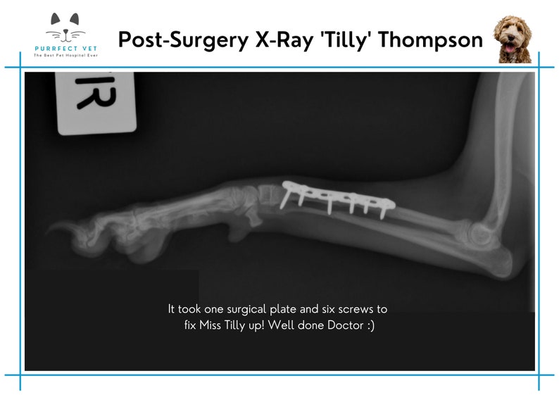 Animal Xrays for Vet Pretend Play Perfect Addition to Any Veterinary Dramatic Play Set