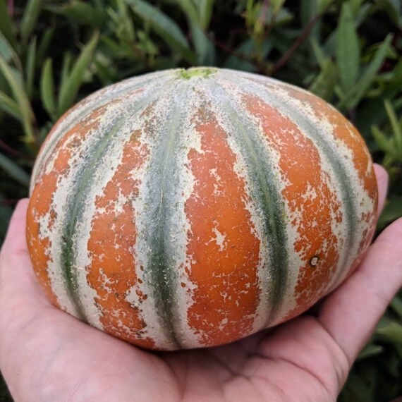 Kajari Melon 15 Seeds - Etsy