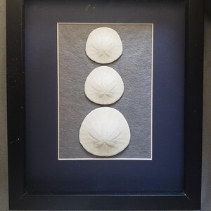 Sand Dollar art