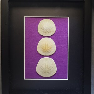 Sand Dollar art