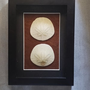 Sand Dollar art