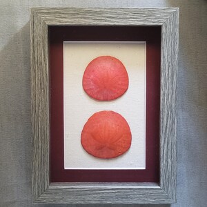 Sand Dollar art