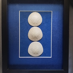 Sand Dollar art